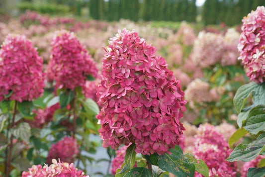 Hydrangea Cuttings 6-10 Inch Limelight Hydrangea paniculata Rooted Plants for Garden or Indoor Use