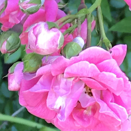 Heirloom Pink Seven Sisters Climbing Roses Live Plants – Rosa 'Seven Sisters' Garden Bushes, Full Sun, Fragrant, Hardy