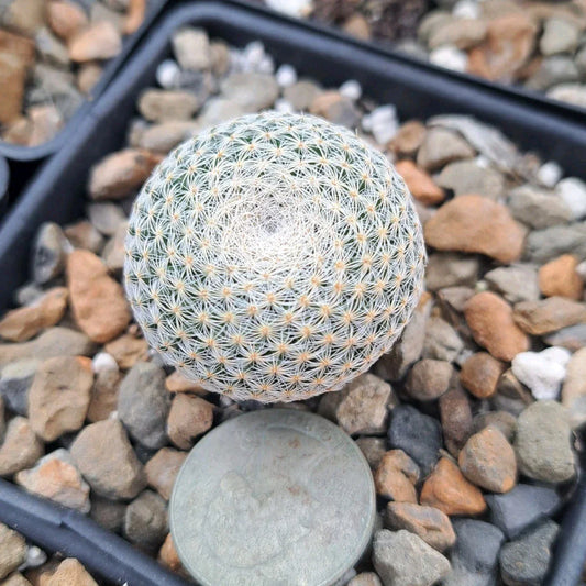 Mammillaria Microthele Bare Root Cactus - Rare Desert Succulent Plant, Unique Spines, Compact, Easy Care, Succulent Collection