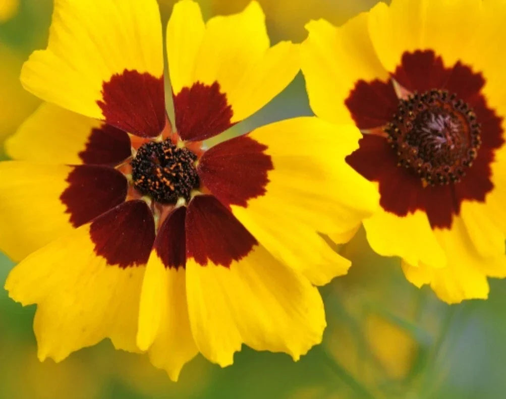 Calliopsis Seeds - 100+ Organic Lanceleaf Tickseed - Coreopsis lanceolata - Non-GMO, USA Grown, Yellow Flowers for Pollinators