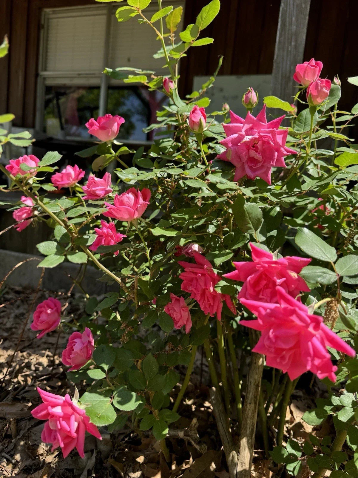 Double Pink Knock Out Roses Live Plants - Rooted Cuttings - Rosa 'Knock Out' - Easy Care Garden Roses for Landscaping
