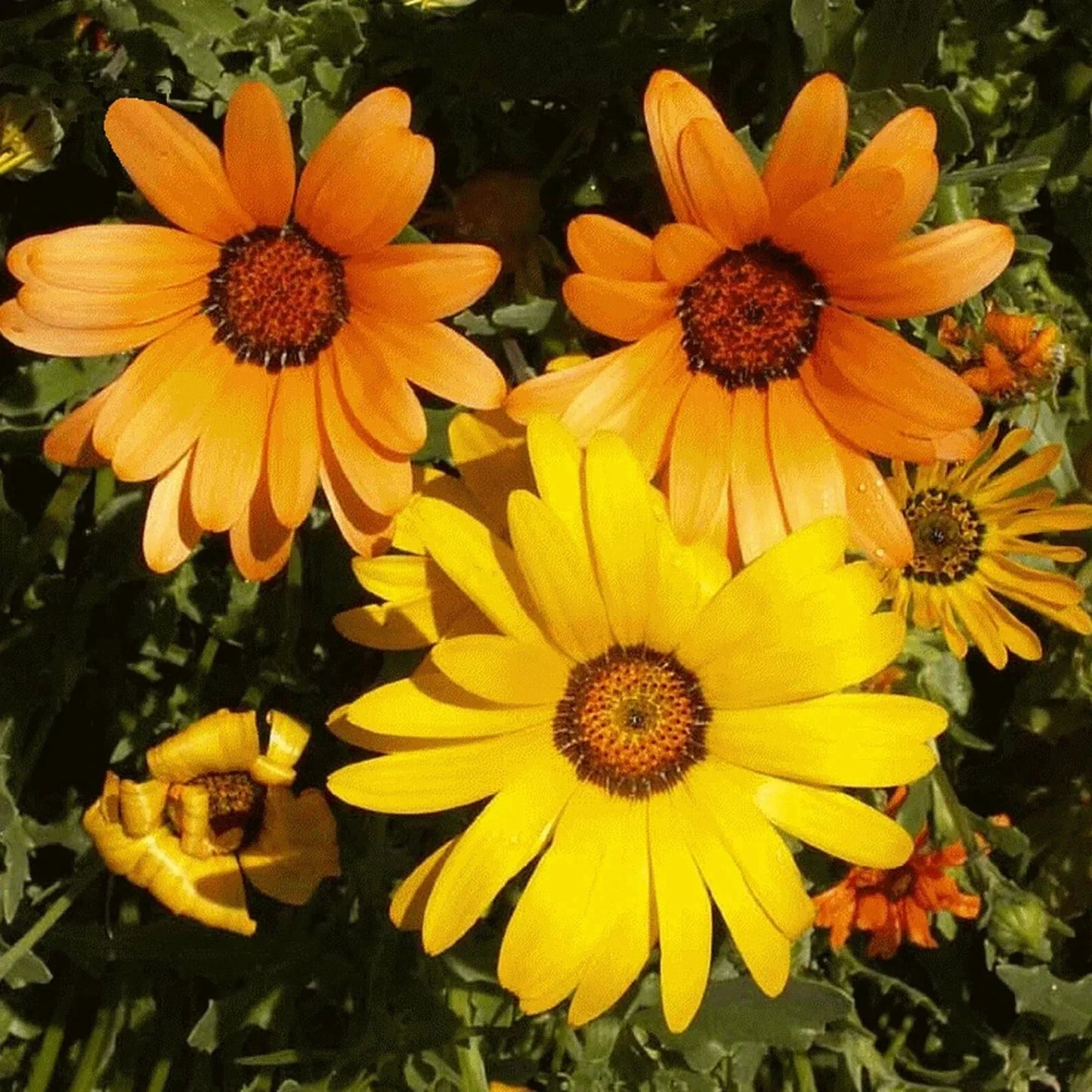 African Mix Daisy Flower Seeds 50pcs, Cape Marigold & Sunflower, Yellow & Orange, Arctotis stoechadifolia