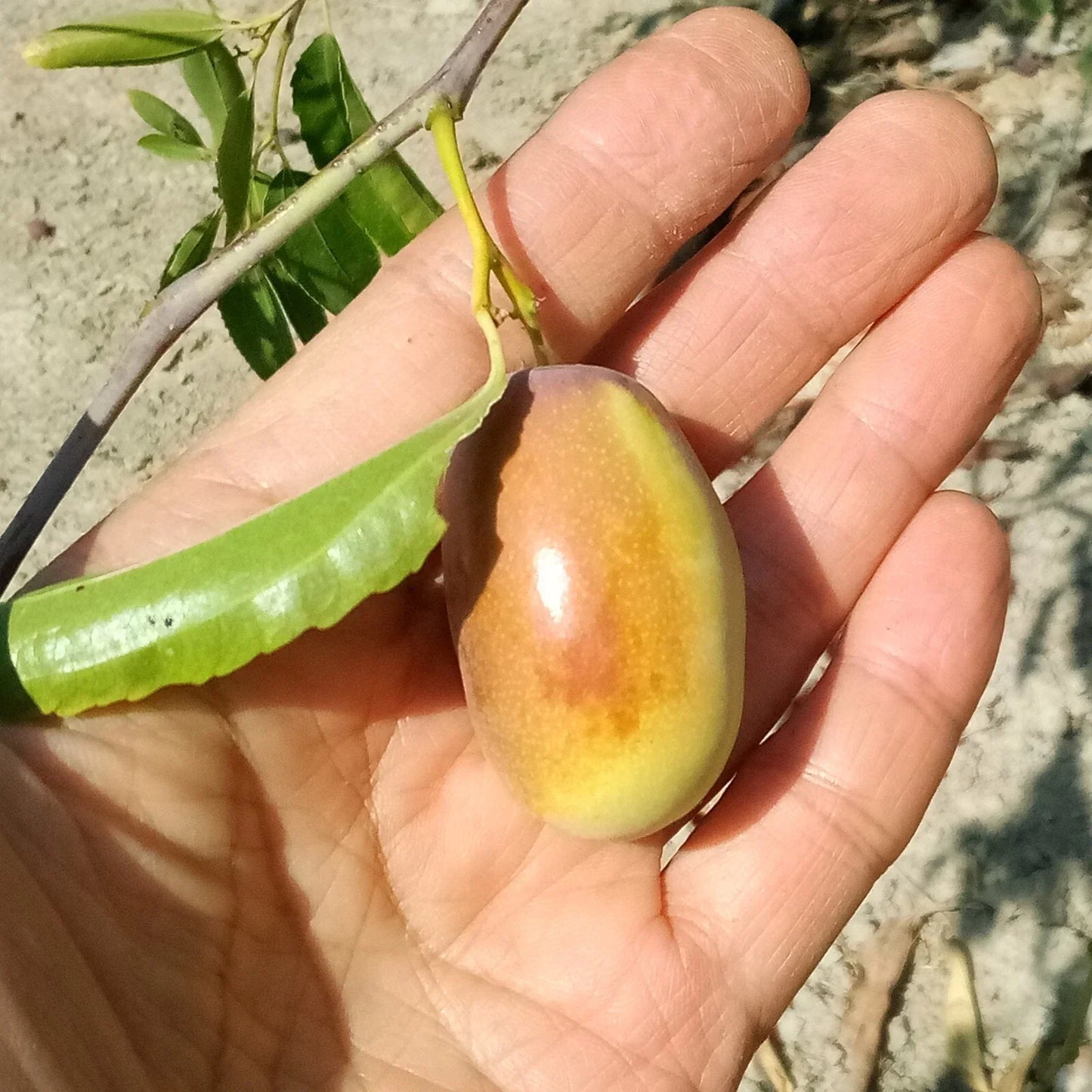 Ant Admire Jujube Tree Cuttings – 8" Graft Scion Wood Ziziphus jujuba for Grafting and Cultivation