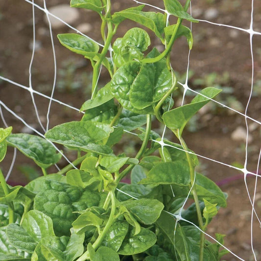 Green Malabar Spinach Seeds - 100 Non-GMO Basella rubra Heirloom Vegetable Seeds for Container & Garden Growing