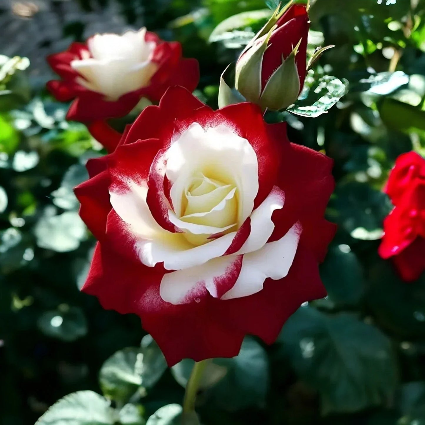 Rare Twin Roses Seeds - 20pcs Non-GMO Heirloom Sunset Hues for Garden Beds & Containers - Rosa spp.