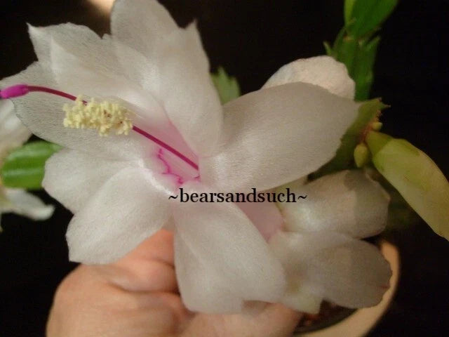 Schlumbergera Starter Plant - Christmas Cactus - Salvador Brazil Variety - Indoor Houseplant