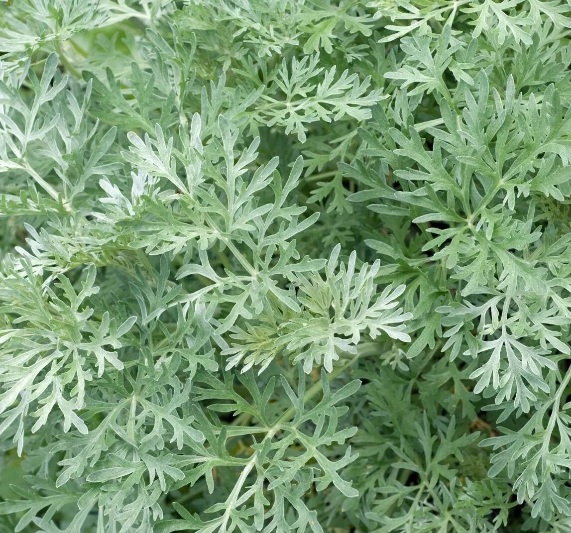 Wormwood Seeds, Perennial Herb, Artemisia absinthium, 500+ Seeds for Garden, Drought-Tolerant, Aromatic, Full Sun