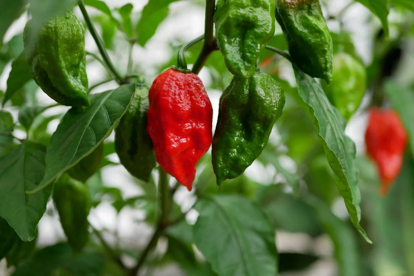 Ghost Pepper Seeds - 50+ Premium Bhut Jolokia Chili Seeds - 1 Million+ Scoville Heat Units - Capsicum chinense