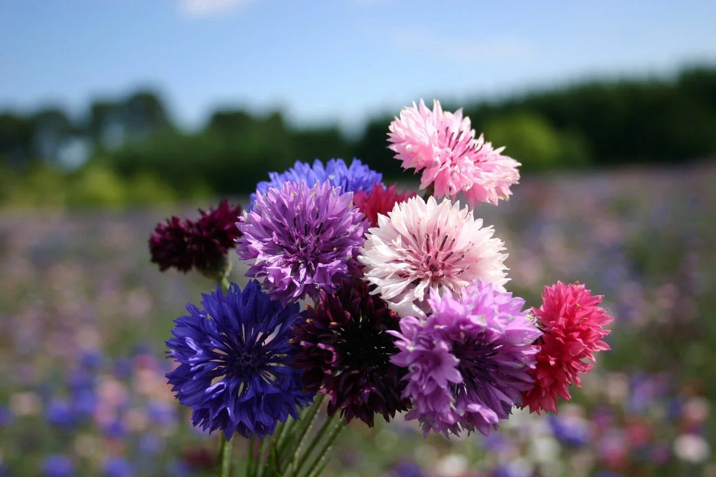 Dwarf Bachelor Button Seeds - Polka Dot Mix - Colorful Garden Flowers - Centaurea cyanus - Easy to Grow, Vibrant Blooms