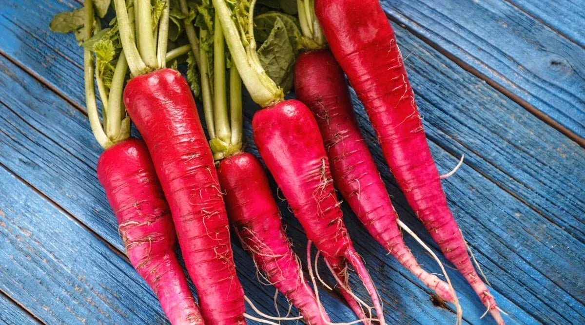 Long Scarlet Radish Seeds - 500+ Pack for Garden Planting, Raphanus sativus, Non-GMO, Easy to Grow, Fresh Harvest