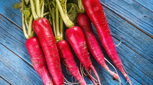 Long Scarlet Radish Seeds - 500+ Pack for Garden Planting, Raphanus sativus, Non-GMO, Easy to Grow, Fresh Harvest