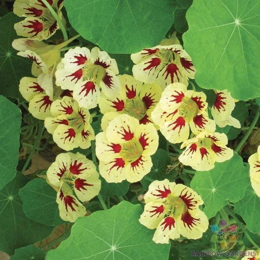 Orchid Cream Nasturtium Seeds - 50+ Tropaeolum majus Garden Planting, Vibrant Blooms, Easy to Grow, Pollinator Attractant