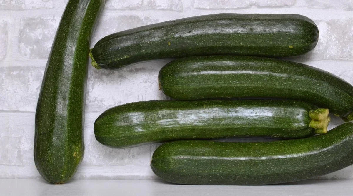 Dunja Zucchini Seeds Pack - 25+ Non-GMO Cucurbita pepo for Home Garden, Raised Beds & Containers