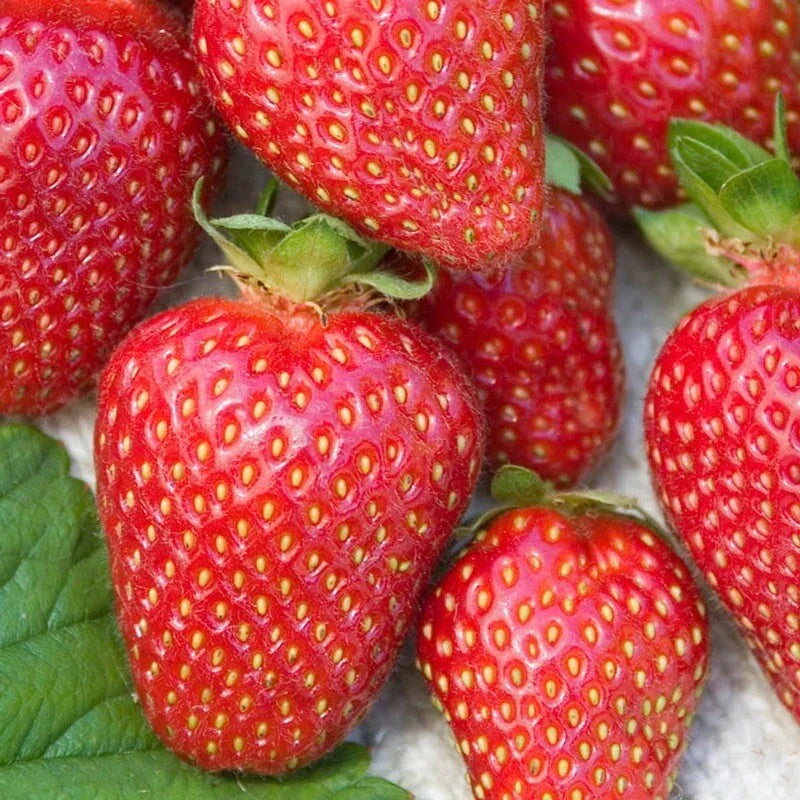 Allstar Junebearing Strawberry Plants - Lot of 25 - Fragaria × ananassa - High Yield, Sweet Berries, Disease Resistant