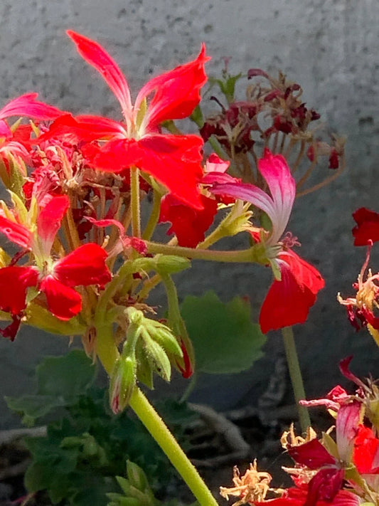 Live Geranium Cuttings - 6" Red Pelargonium 'Fireworks' - Unrooted Flower Plants for Indoor & Outdoor Garden Decor