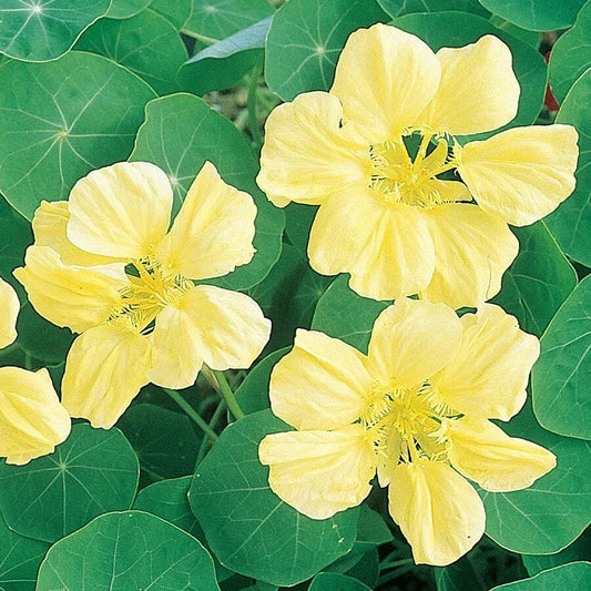 Nasturtium Seeds - Creamy Yellow Flowers - Non-GMO Tropaeolum majus - Heirloom Annual for Gardens, Containers & Borders