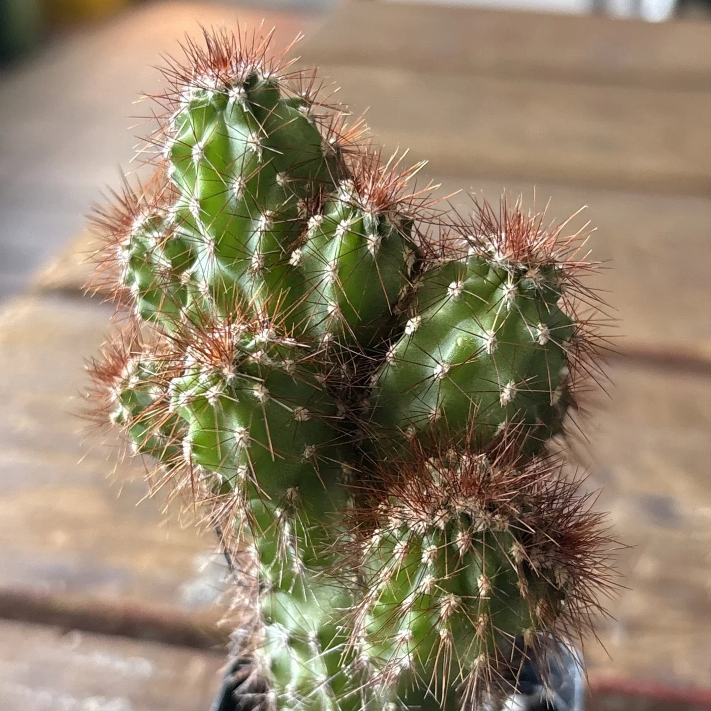 Cereus Plant 4" Pot Monstrose Variety - Unique Peruvian Cactus Cereus rapandus for Indoor or Outdoor Decor