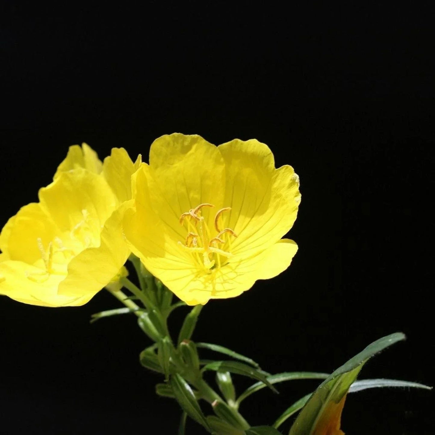Evening Primrose Bare Root Plants Lot of 2 Sun Drop Yellow Oenothera biennis Garden Flowers