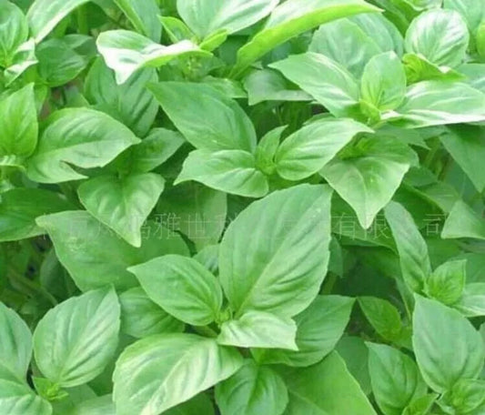 Organic Basil Seeds - Big Leaf Green Variety - 50 Pack - Ocimum basilicum - Culinary Herb for Gardening & Cooking