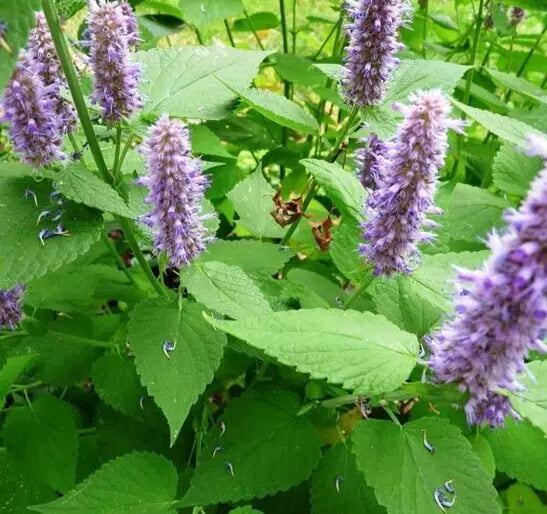 Agastache Rugosa Seeds 200+ Korean Mint Perennial Herb Garden, Aromatic, Pollinator-Friendly, Drought-Tolerant