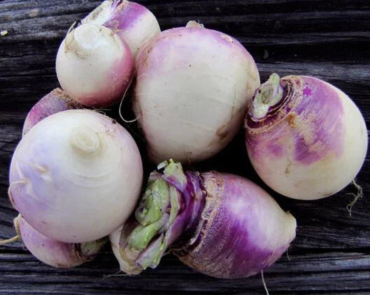 500+ Purple Top White Globe Turnip Seeds | Brassica rapa Vegetable Seeds for Gardening & Cooking