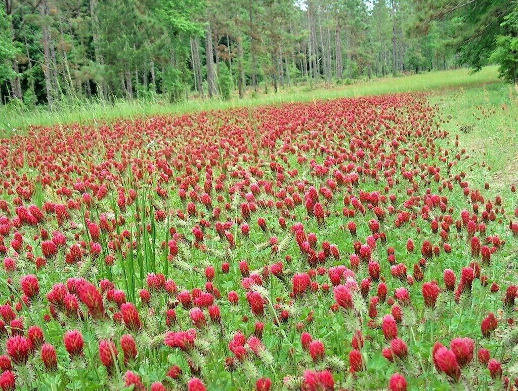 Crimson Clover Seeds - 1000+ Count Groundcover for Pollinators - Trifolium incarnatum Wildflower Seed Pack