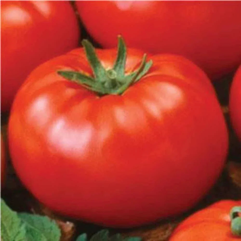 Ace 55 Tomato Seeds, Heirloom, Non-GMO, Solanum lycopersicum, 100 Seeds, Juicy, High Yield, Salad & Sauce