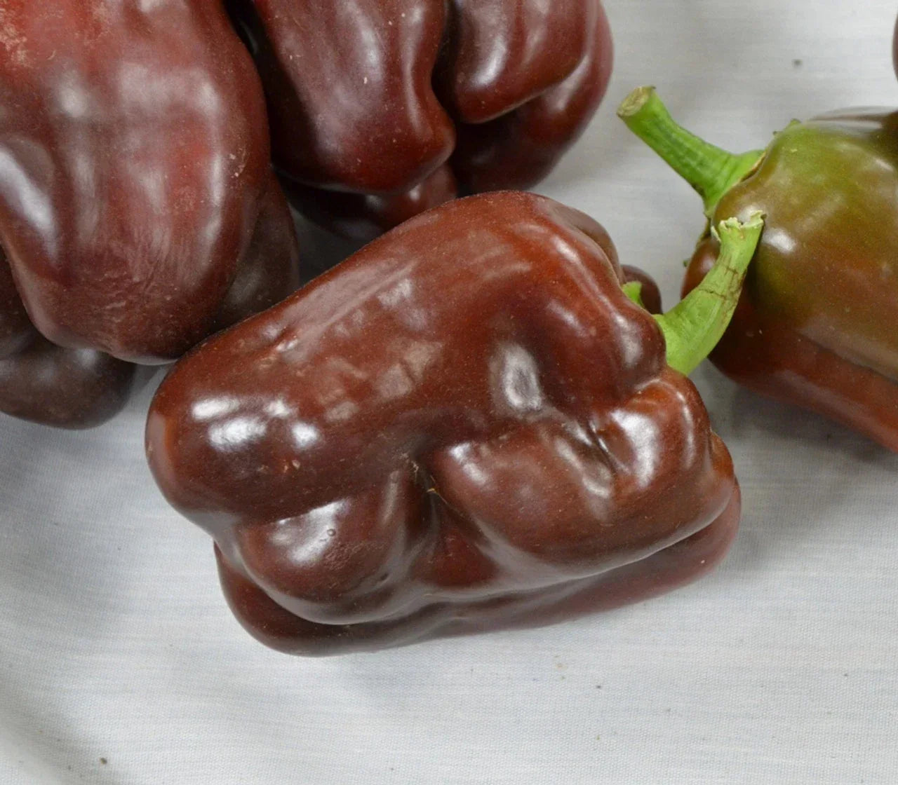 Sweet Chocolate Beauty Pepper Seeds - 25 Non-GMO Capsicum annuum Heirloom Seeds for Indoor & Outdoor Gardening