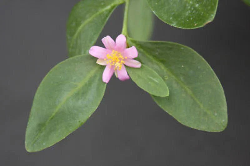 Rare Tuberous Root Succulent Plant - Pereskia weberiana Cactus with Caudex - 4" Pot for Indoor & Outdoor Gardening