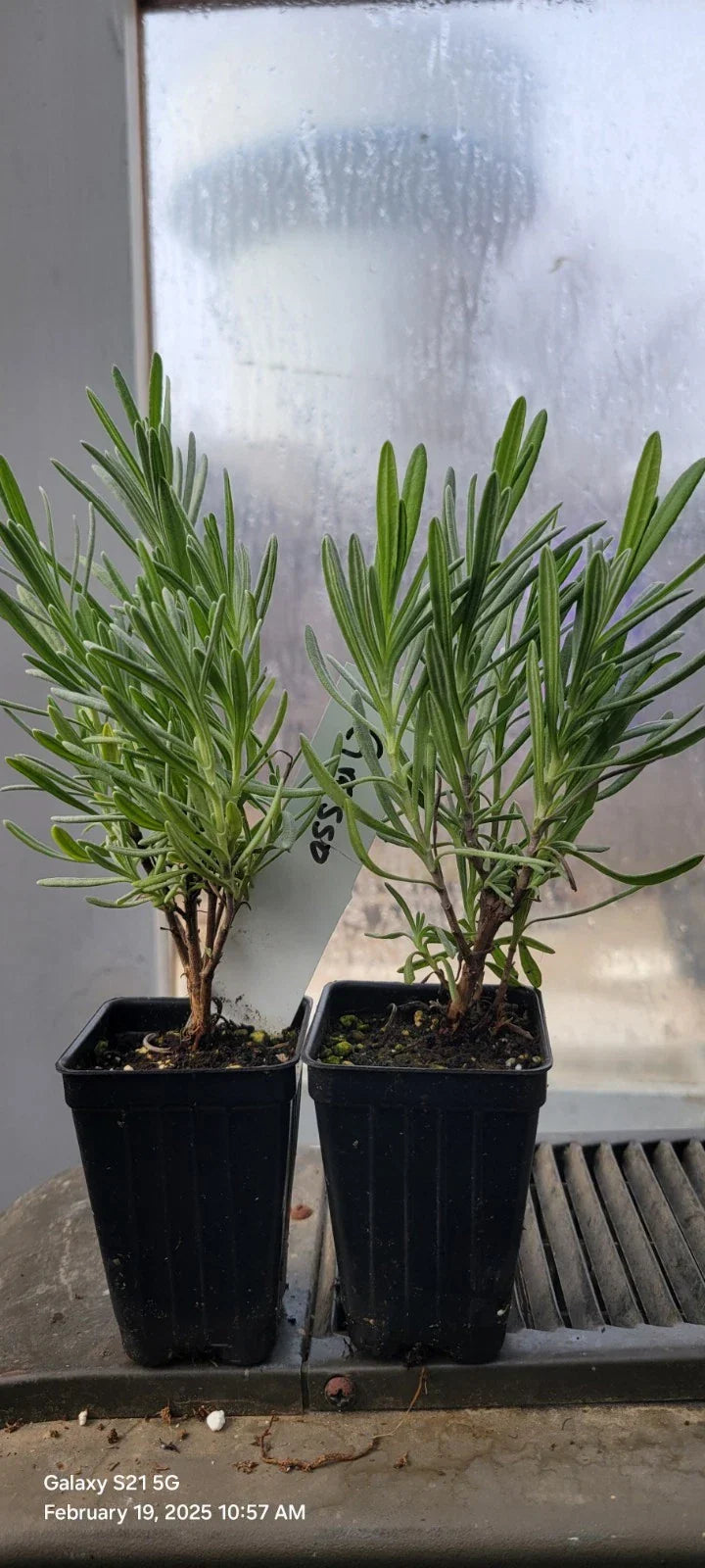 Lavender Grosso Live Plants, 3-Inch Pots, Aromatic Herb, Lavandula angustifolia, Well Rooted Spa and Garden Plants