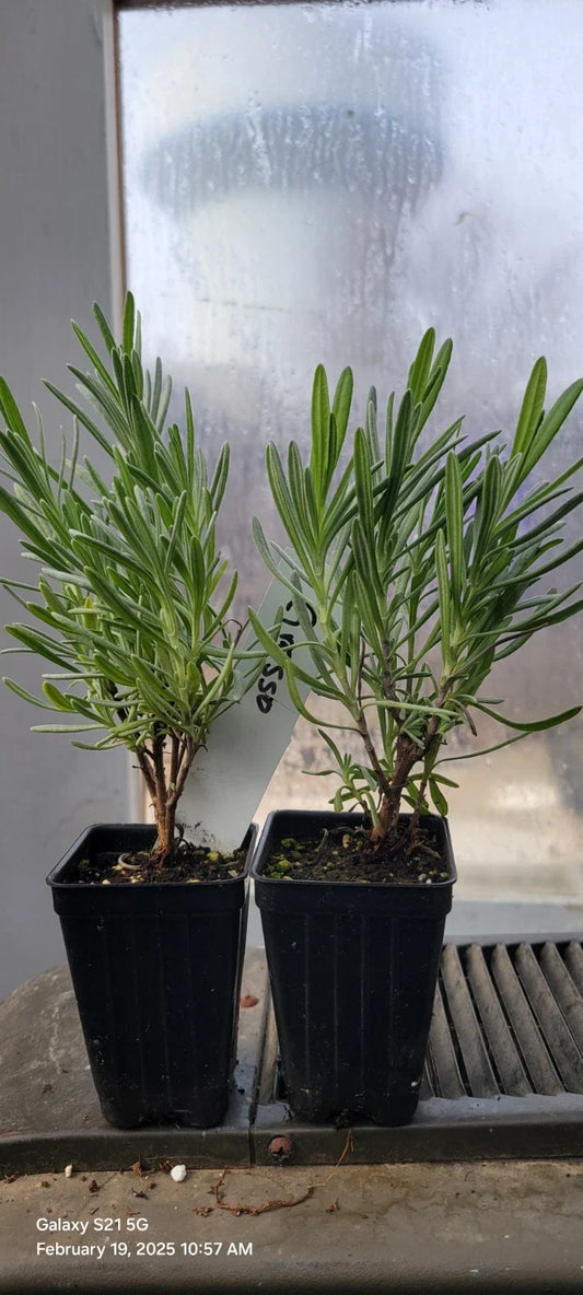 Lavender Grosso Live Plants, 3-Inch Pots, Aromatic Herb, Lavandula angustifolia, Well Rooted Spa and Garden Plants