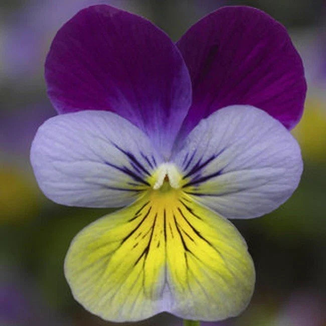 Viola Seeds - 50 Count - Deltini Blue Purple Wing Scented Viola (Viola tricolor) for Gardens, Containers & Borders