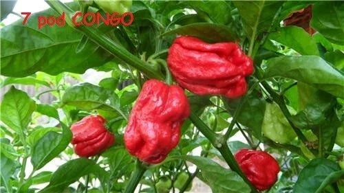 Hot Pepper Seeds, Trinidad SR 7 Pod Congo Gigantic Red, Capsicum chinense, Extreme Heat, 15 Seeds