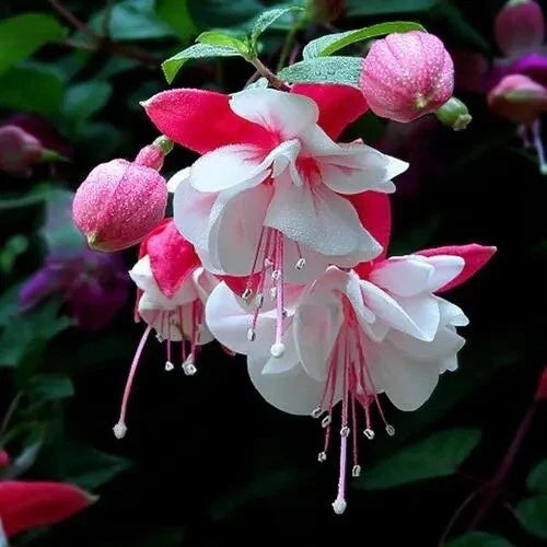 Lantern Plant Seeds 32 Count Physalis Alkekengi Mix Perennial Decorative Husks for Garden & Home