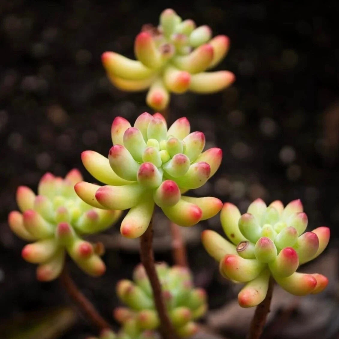 Rare Succulent Plant 2-Inch Sedum pachyphyllum Jelly Bean Plant Live Rooted Succulent for Home Decor