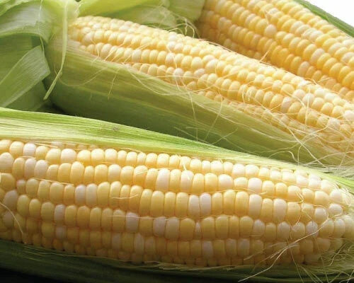 Sweet Corn Seeds - Latte Variety, Non-GMO Zea mays, Fresh, High-Yield, Disease-Resistant, for Home Gardens & Small Farms, Pack of 50