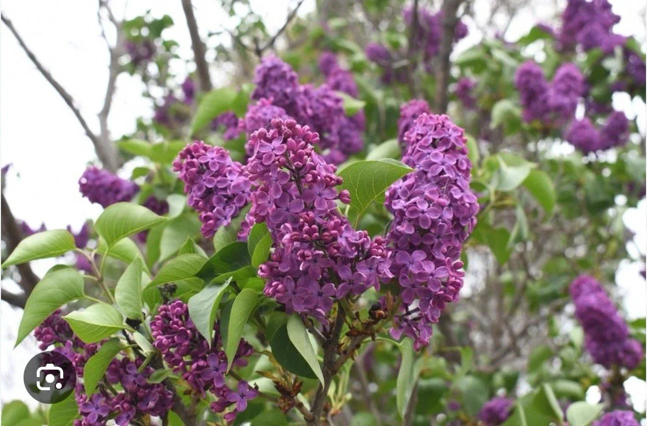Congo Lilac Starter Plant - Small 4-8” Syringa Vulgaris Fragrant Flowering Shrub for Garden or Landscape
