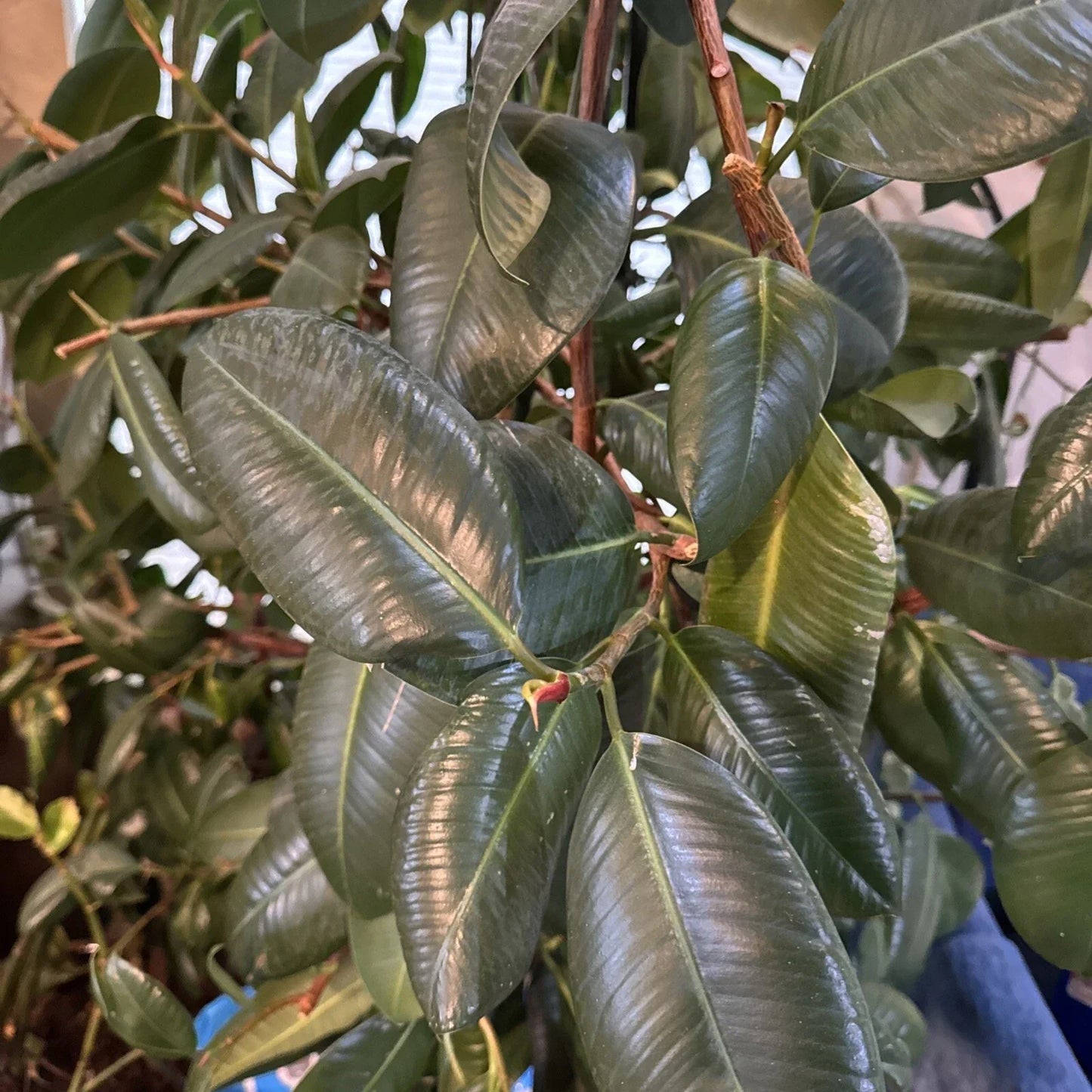 Fresh Rubber Tree Cutting for Rooting and Transplanting – Ficus elastica Indoor Plant with Glossy Leaves