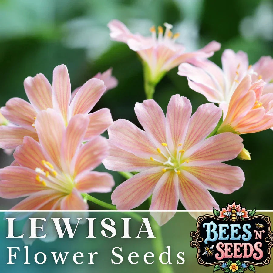 Peach Lewisia Seeds - Non-GMO Flower Seeds for Rock Gardens & Borders - Lewisia cotyledon Perennial Plant