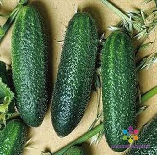 India Cucumber Seeds - Cucumis sativus, Vining, Crisp & Refreshing, Non-GMO, Pack of 25+ Seeds, Full Sun, Home Garden, USA