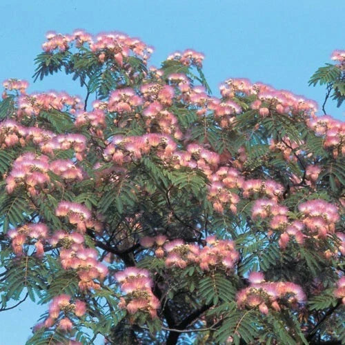 Pink Mimosa Tree Seeds, Albizia Julibrissin, 30+ Seeds, Ornamental Flowering Tree for Gardens and Landscaping