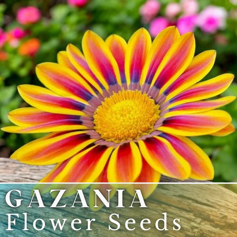 Gazania Seeds - 75+ Radiant Flame Non-GMO Flower Seeds for Borders, Containers, and Gardens - Gazania rigens