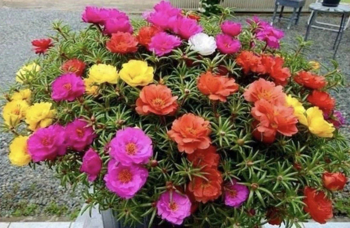 1000+ Seeds Moss Rose Double Mix Color Portulaca grandiflora Vibrant Annual Flower Seeds for Garden Planting