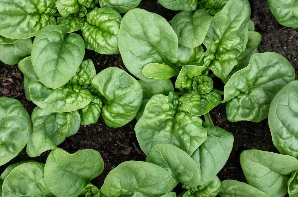 Bloomsdale Spinach Seeds, Organic Non-GMO Heirloom, Spinacia oleracea, Pack of 300 Seeds