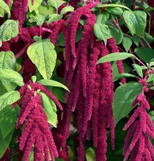 Love Lies Bleeding Seeds Packets – Amaranthus caudatus Annual Flower, Vibrant Red Cascading Blooms, Garden Seeds with Free Shipping