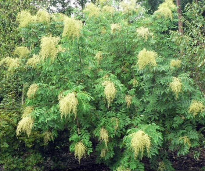 Chinese Sumac Tree Seeds 30 Pack - Nutgall Tree Seeds Rhus chinensis - Fast-Growing Hardy Tree for Garden Landscaping