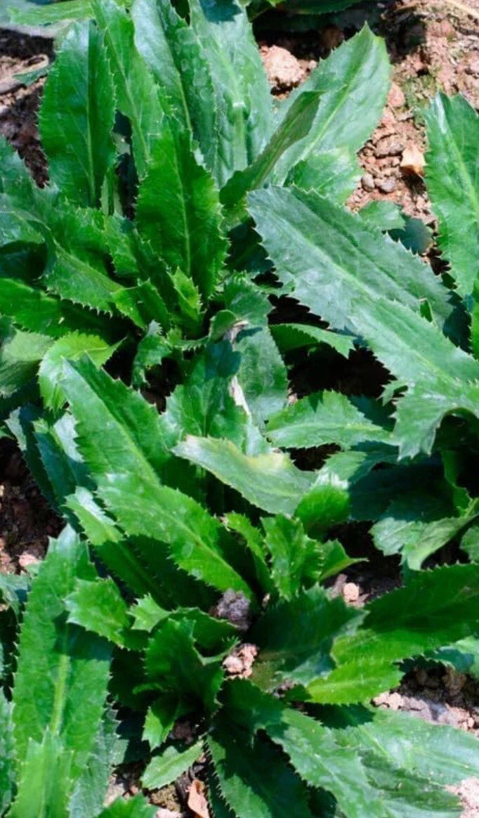 Culantro Seeds 500+ Eryngium foetidum Mexican Coriander Herb Seeds for Culinary Gardens, Non-GMO, Pack of 500+