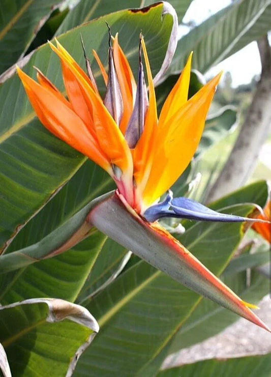 Orange Bird of Paradise Plant - 10-12 Inch Rooted Tropical Houseplant - Strelitzia Reginae with Vibrant Orange Flowers
