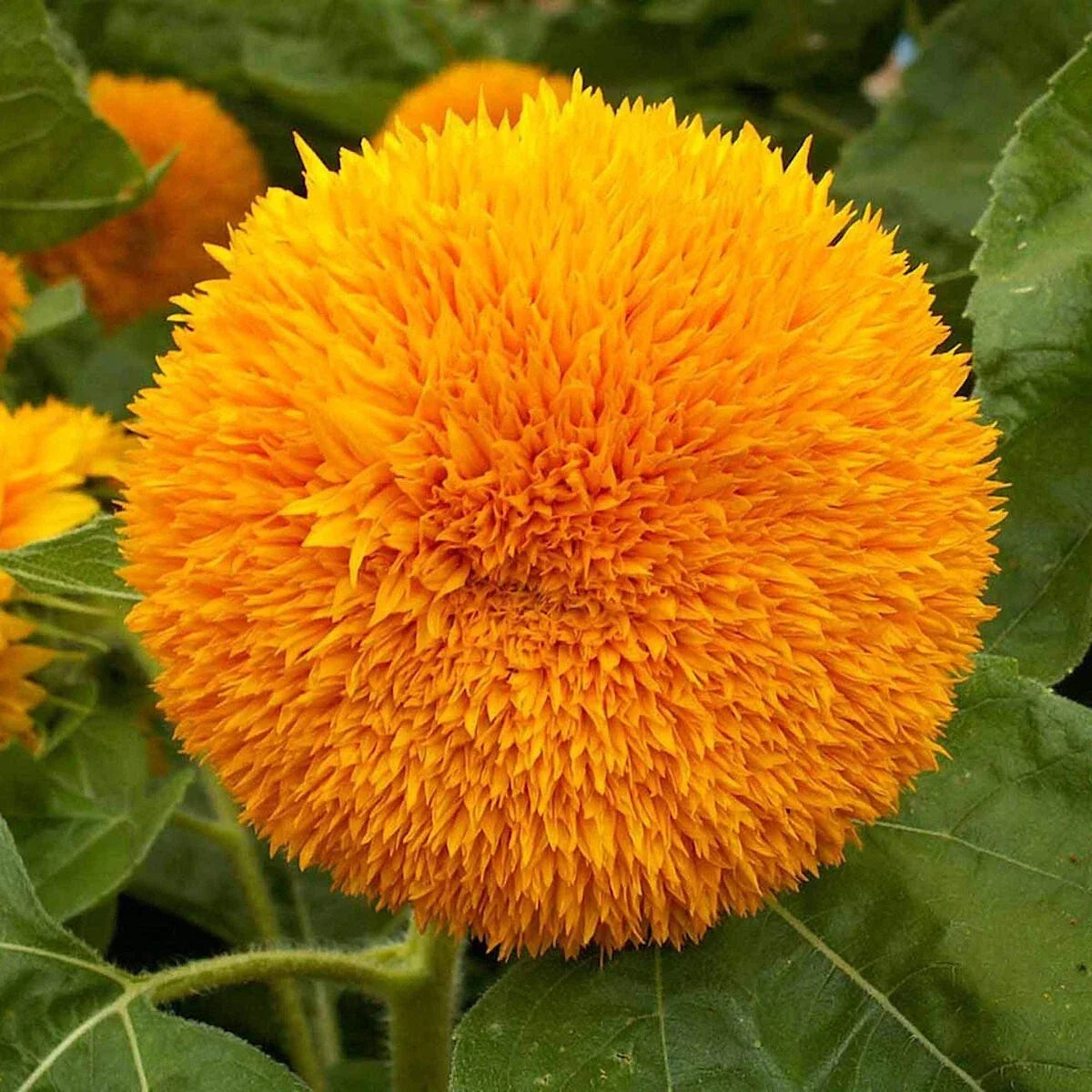 Dwarf Sungold Sunflower Seeds 1/4 Lb - Helianthus annuus - Wildflower Seeds in Mylar Packet for Gardens & Containers