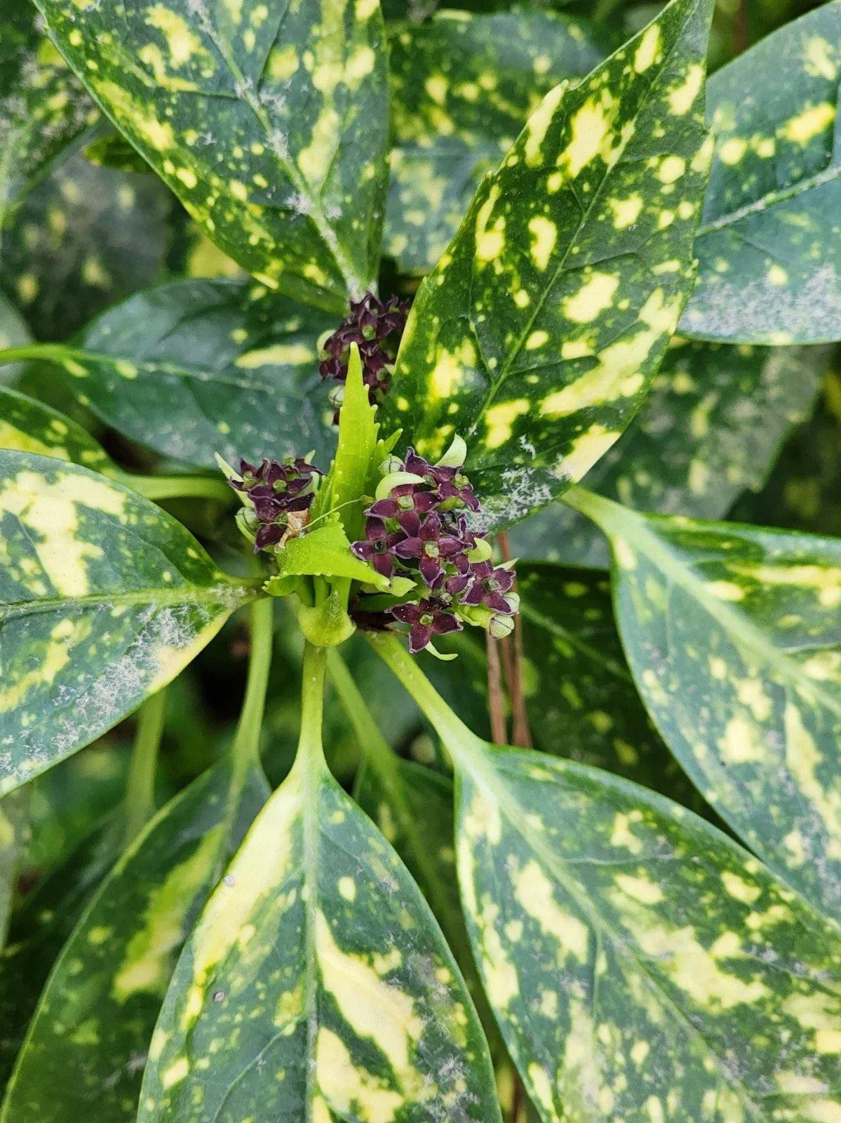 Gold Dust Variegated Aucuba Live Plant - Bare Root Aucuba japonica 'Variegata' with Gold Speckles for Indoor & Outdoor Gardens
